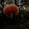 Rhodotus palmatus